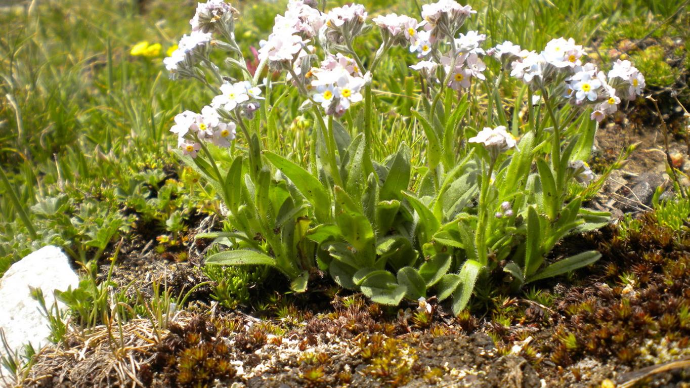 Val d''Aosta 08  - Myosotis alpestris